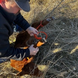 Calf being tagged