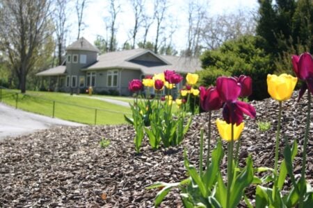 Tulip flowers Parent Child Center building in background