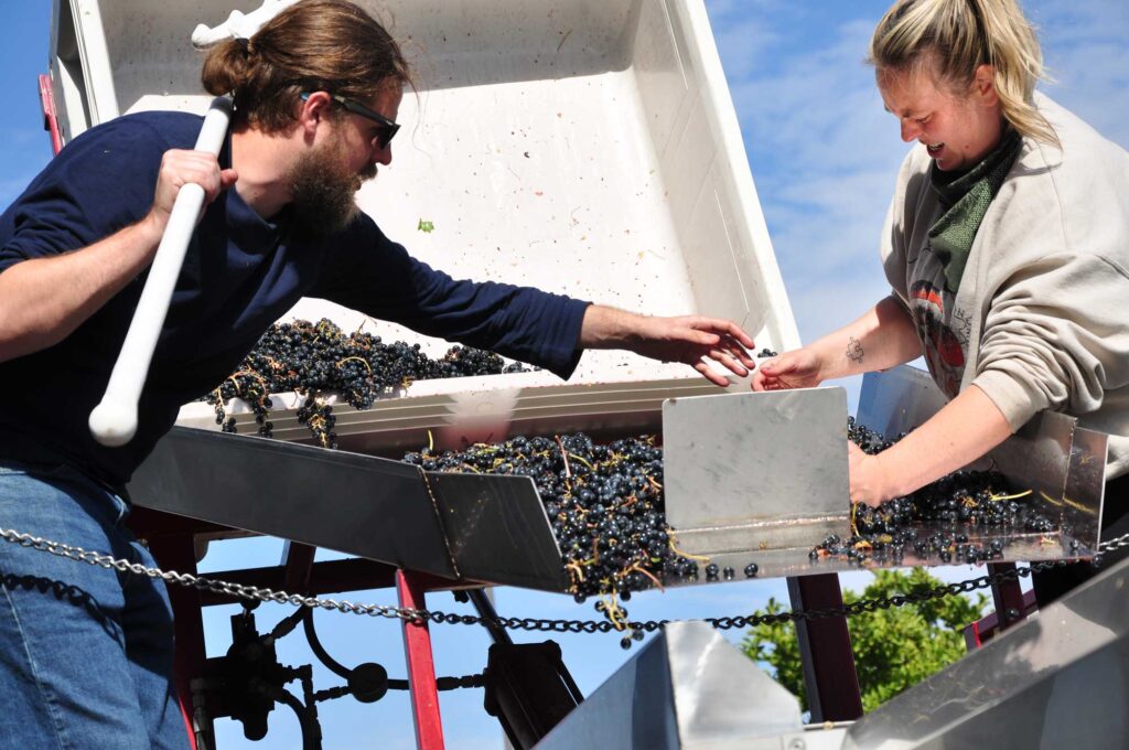 Student tending to vines in vineyard.