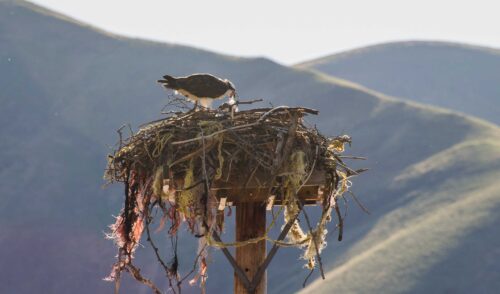 image of nest