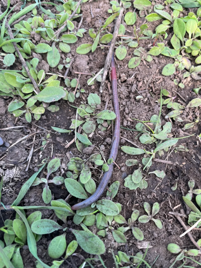 A good sign of life shows up on the working farm. Photo of worm on ground.